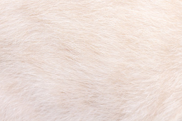 Texture cat fur patterns  soft smooth background