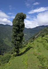 rural nepal