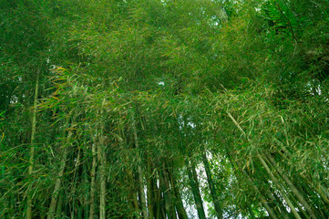 green bamboo leaves