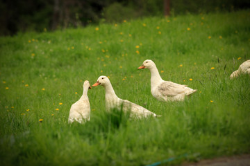 Gänse