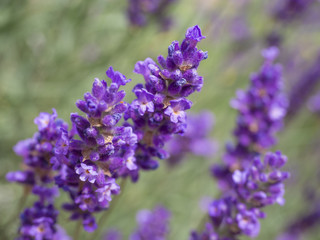 Levander floral pattern, Lavandula angustifolia bunch of flowers in bloom, purple lilac scented flowering plant on green bokeh background, selective focus