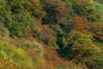 Beautiful and colorful autumn along the rhine river, Germany