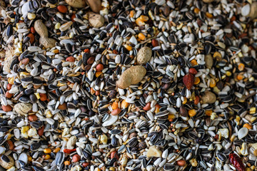 cereals for feed