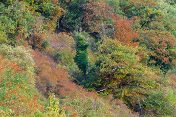Beautiful and colorful autumn along the rhine river, Germany