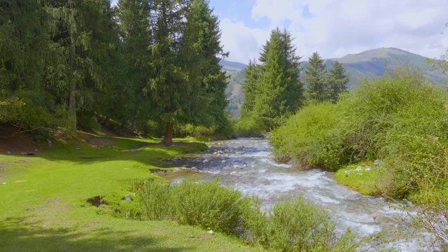 Landscape summer meadow and river in fir forest, green mountains on background