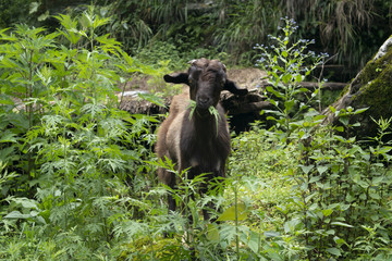 cabra goat nepal