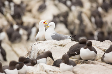 Black - legged kittiwake (Rissa tridactyla) at breeding colony, on nest, calling and displaying © lisalouise