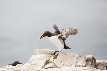 Common bridled  Guillemot (uria aalge) adult at breeding site, displaying with fish