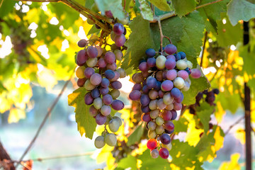 bunches of juicy grape