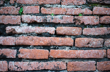 Old orange brick wall eroded with small trees.
