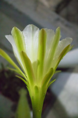 Obraz premium Cactus Flower