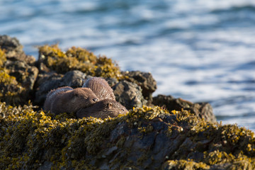 Obraz premium young Euasian otter (Lutara lutara) resting together on rocks and seaweed