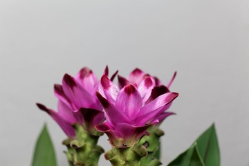 Curcuma flowers (Curcuma alismatifolia)