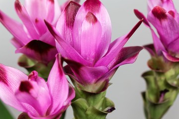 Curcuma flowers (Curcuma alismatifolia)