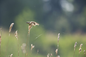  An adult Eurasian penduline tit (Remiz pendulinus) perched on a reed branch at the lakes of Linum Germany..