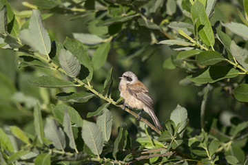  An adult Eurasian penduline tit (Remiz pendulinus) perched on a tree branch at the lakes of Linum Germany..