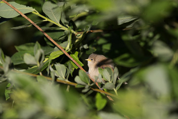 A juvenile Eurasian penduline tit (Remiz pendulinus) just flew out of the nest and perched on a reed branch.