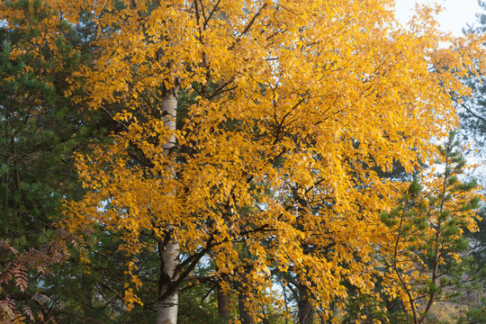 Birch at autumn yellow leaves