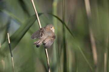 A juvenile Eurasian penduline tit (Remiz pendulinus) just flew out of the nest and perched on a reed branch.