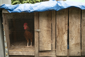 jaula cage gallo gallina