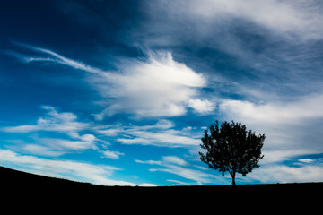 Silhouette of a young single tree, dramatic, vibrant blue sky with white clouds minimalist landscape image.