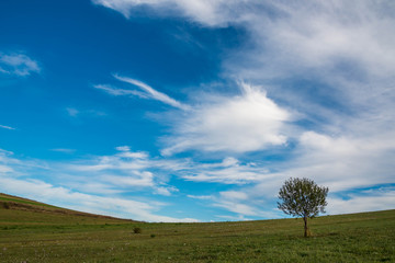 Obraz premium Single young tree on green field, pink autumn flowers on the foreground, (Colchicum autumnale) beautiful washed white clouds on blue sky.