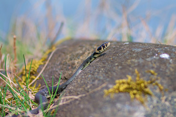 lizard in grass