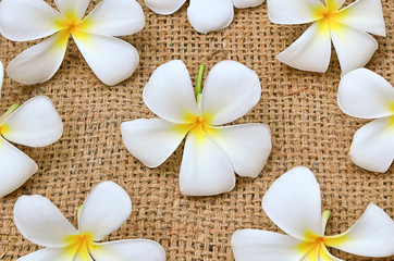 Plumeria flower on the background of hemp sacks.