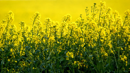 Nur gelb - Raps in Großaufnahme