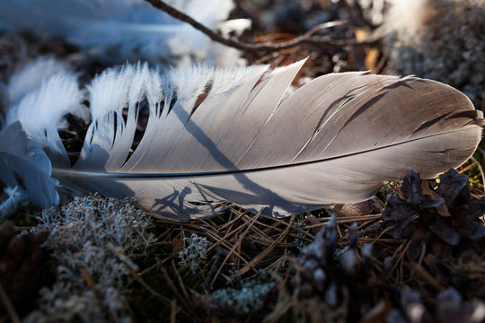 Single Bird Feather On Ground