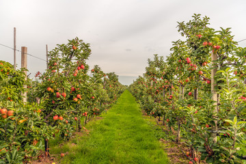 Fototapeta na wymiar Ripe red apples ready to be picked in a modern Dutch apple orchard