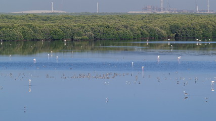 Group of beautiful flamingo birds with reflections,  walking  at the lake timelapse in Ajman, UAE