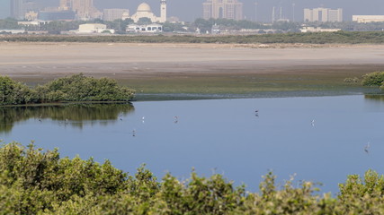 Group of beautiful flamingo birds with reflections,  walking  at the lake timelapse in Ajman, UAE