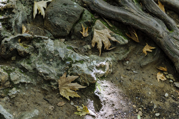 roots of a tree