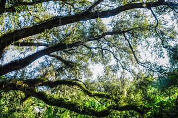 The Tree Branch