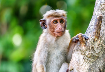 live monkey on the tree