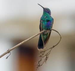 Hummingbird sits on a brach, Ecuador