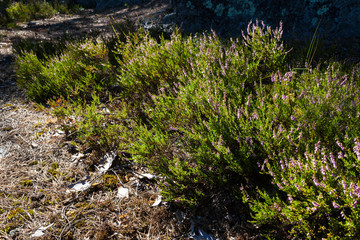 Flowering calluna vulgaris in forest at sunlight