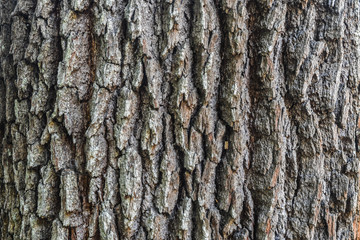 Old Tree