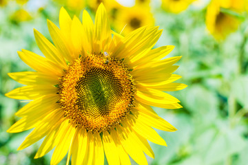 Bee on a sunflower.