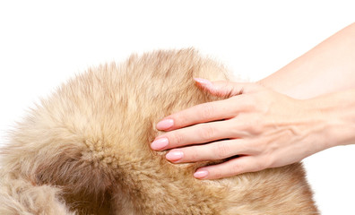 Skin fur with arctic fox in hand on white background isolation