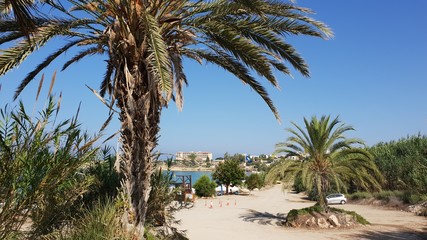 Obraz premium palm trees on the beach