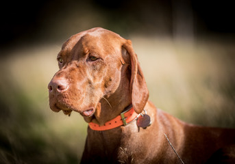 The Vizsla