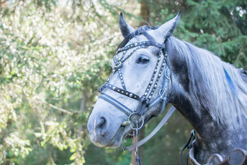 White horse in a beautiful team.