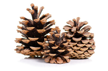 Cones brown forest on white background isolation
