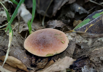 Marone, Maronenröhrling