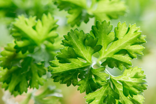 Delicious juicy parsley with green leaves closeup