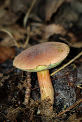 Marone, Maronenröhrling