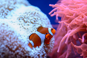 The orange clownfish (Amphiprion percula), swims among the corals in a marine aquarium. - obrazy, fototapety, plakaty