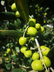 olives olivier de Provence France